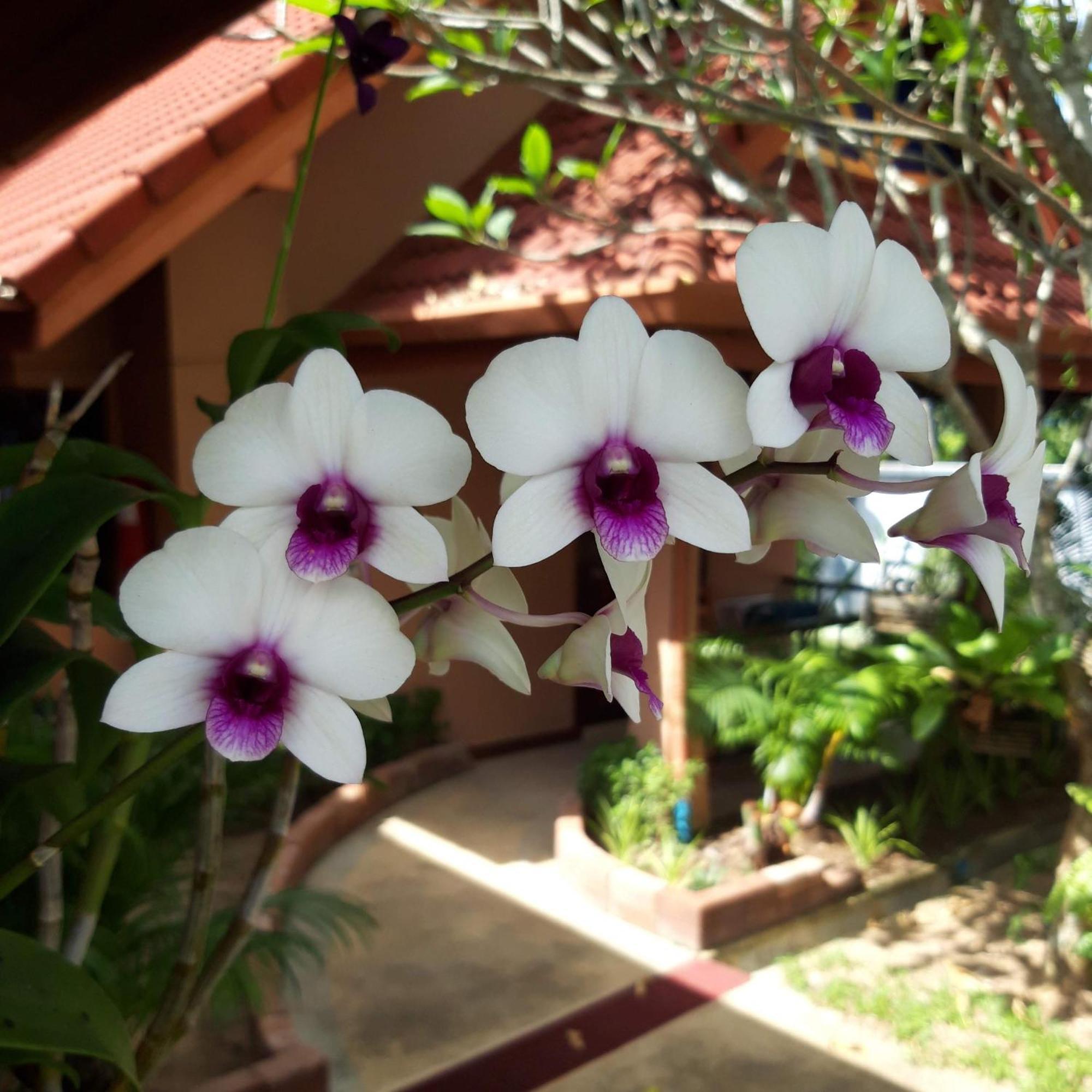 The Pace Phuket Boutique Resort Rawai Exterior photo